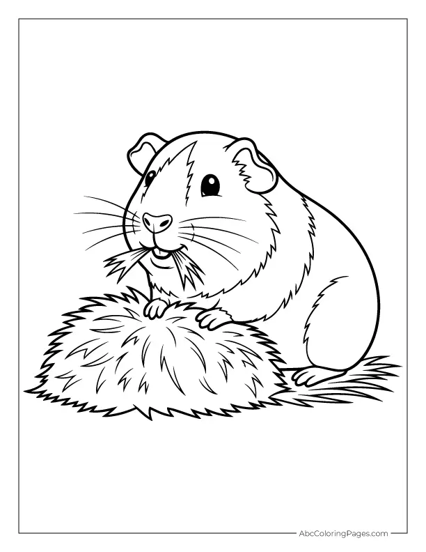 guinea pig eating hay line drawing for coloring
