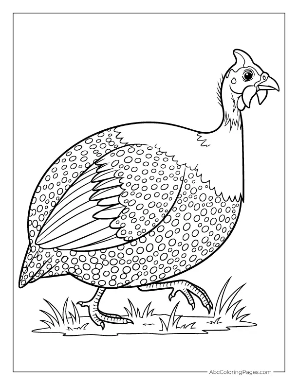 safari animals coloring pages guinea fowl walking