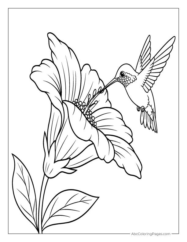 hummingbird and flower coloring page