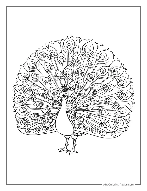 peacock coloring page