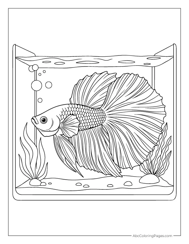 betta fish with fins coloring page printable