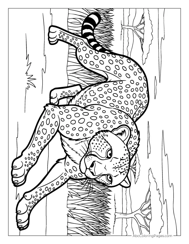 safari animals coloring pages stalking cheetah cartoon