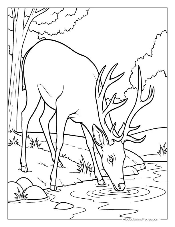 safari animals coloring pages deer drinking outline